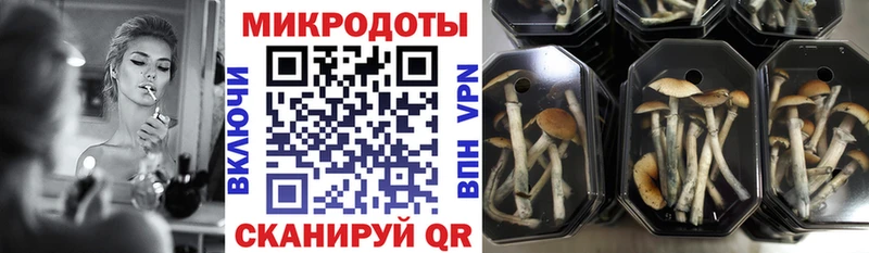 Псилоцибиновые грибы Psilocybine cubensis  что такое наркотик  Грайворон 